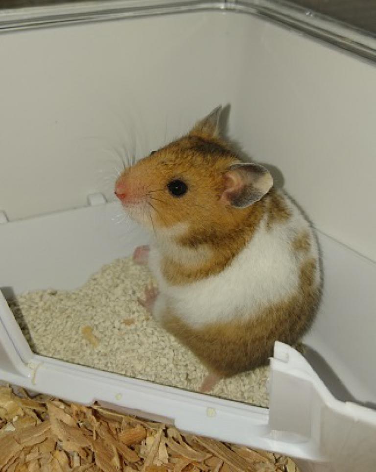 image 家族が増えました！