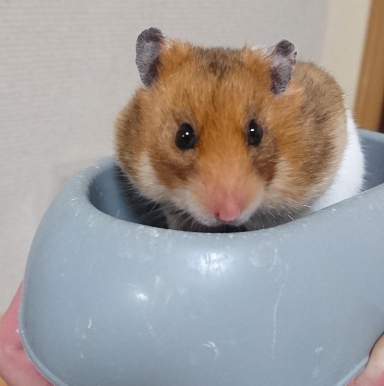 image 脂がのってきました･･･
