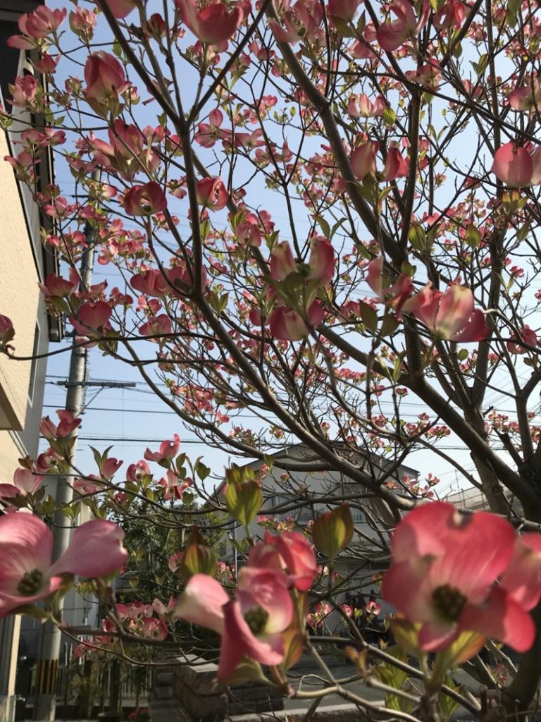image 春がきたっ！！