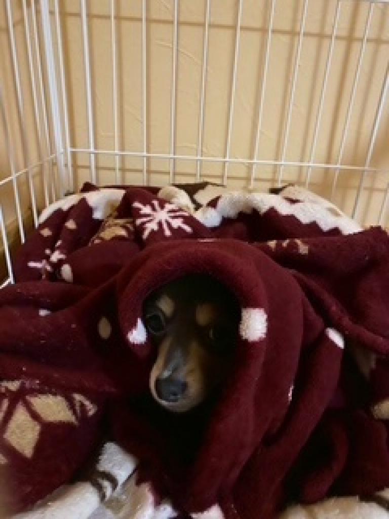 image こまさん（愛犬）の為に出来ること…